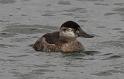 Ruddy Duck 011709 072